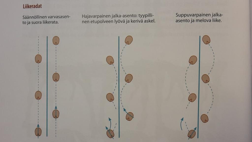 Etujalkojen suoruus ja symmetria ovat tärkeitä. Edestä ja sivulta katsottuna jalan pitäisi olla suorassa linjassa ylhäältä alas. Kaikki poikkeamat symmetrisessä asennossa ovat virheitä.