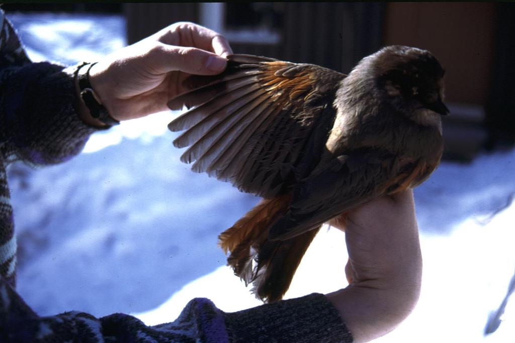 Metsätieteen aikakauskirja 3/1998 Tieteen tori Kuva 1. Kuukkelit ovat vähentyneet viime vuosikymmeninä. Kuva J. Jokimäki. sivuväylien leveys olisi vähintään 25 metriä (Hallman ym. 1996).