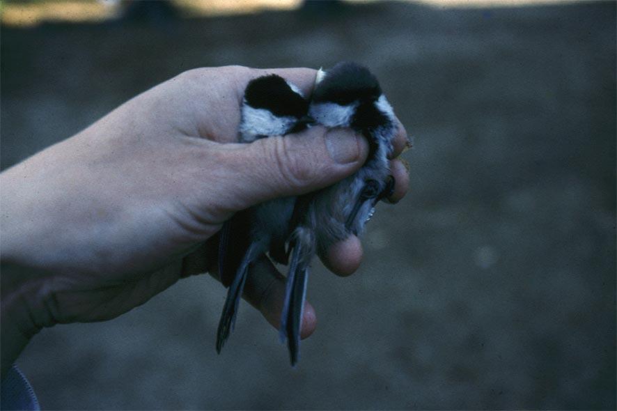 Tieteen tori Metsätieteen aikakauskirja 3/1998 ta eivät myöskään liian leveitä.