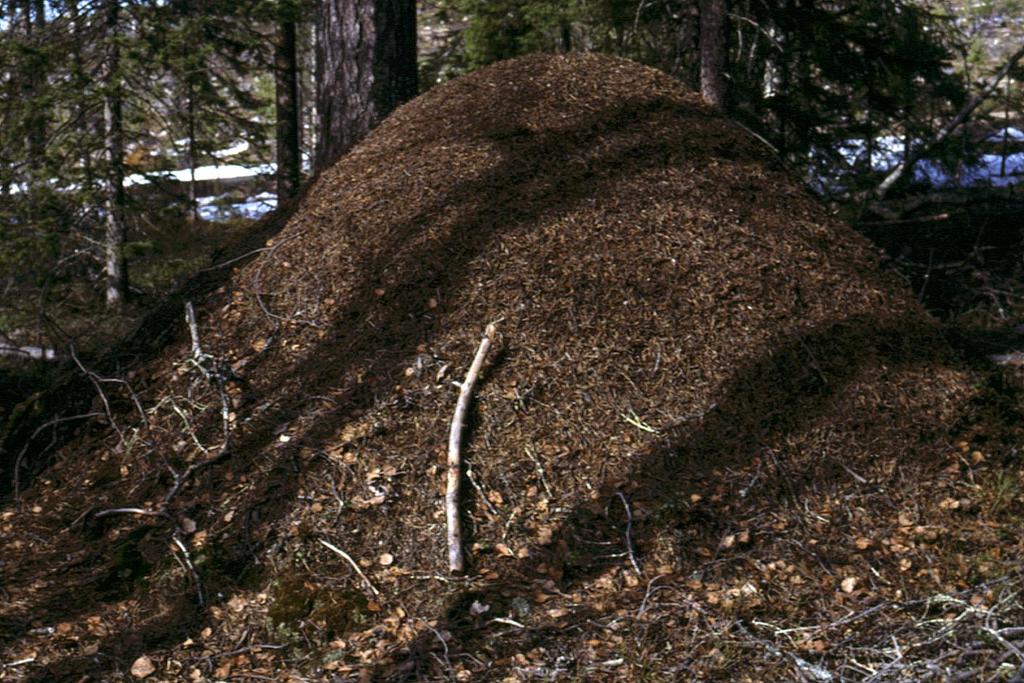 Metsätieteen aikakauskirja 3/1998 Tieteen tori Kuva 3. Kekomuurahaisten jättipesä (mittakaavakeppi 1 m) ekokäytävässä. Kuva J. Jokimäki. alueilla (Huhta ym.