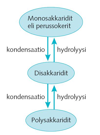 iilihydraattien tärkein tehtävä ihmisen soluissa on toimia energialähteenä.