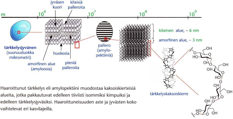 Tärkkelys muodostaa kierteisiä rakenteita, koska glukoosiyksiköitä toisiinsa kytkevät sidokset ovat suuntautuneet alaspäin. Tällaista glukoosi-isomeeria kutsutaan myös α-isomeeriksi.