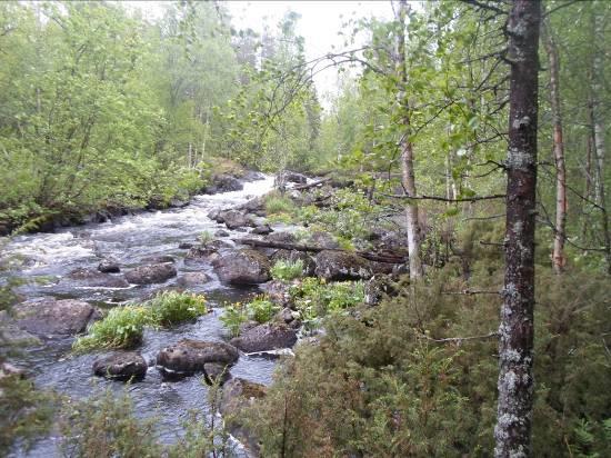 11 Myllykoskella Hakojoki on puhkaissut Myllyvaaran muodostuman ja muodostanut kauniin koskijakson. (ks. kuvat 12ab). Ennen koskea, on metsäkasvillisuus kuusen-koivun muodostamaa korpimaista ojikkoa.