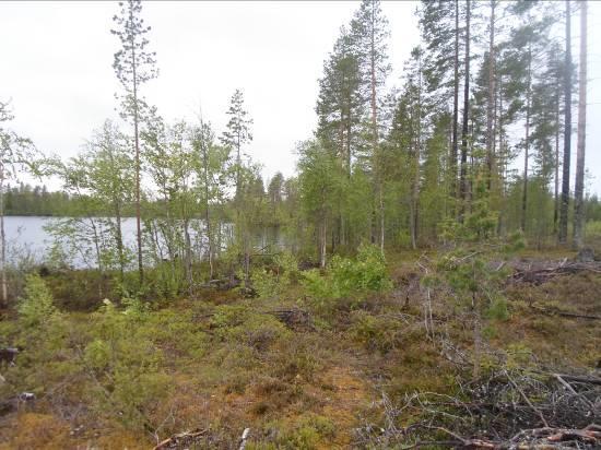 Hakoniemessä olevat tilat eivät sisälly kaavoitettavan alueeseen. Inventointia jatkettiin niiden eteläpuolelta. Ranta-alueella Tervalahdesta aina Tervaniemeen asti on suoritettu laajoja hakkuita (ks.