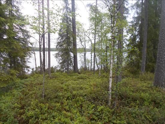 14 on tällä alueella edellistä nuorempaa istutuspuustoa. Salmenniemen puusto on tuoretta mäntykangasta, hieman kookkaampaa, mutta tasaikäistä.