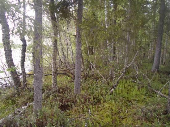 Vasemmalla tavanomaista kuusi-mänty sekapuustoa rannan keskiosasta. Oikealla kostean painanteen kuusikkoa Talvipuron eteläpuolelta (ks. kartta). Kuvat 20 ab.