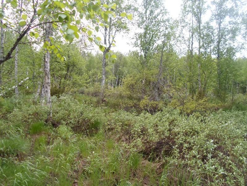 5 suuosan deltalle. Jokiuomassa on runsaasti hiekkaisia suvantopaikkoja ja toisaalta karuja lohkareikkoja. Myös pienissä sivu-uomissa on samanlaista kulumis- ja kerrostumismuotoja.