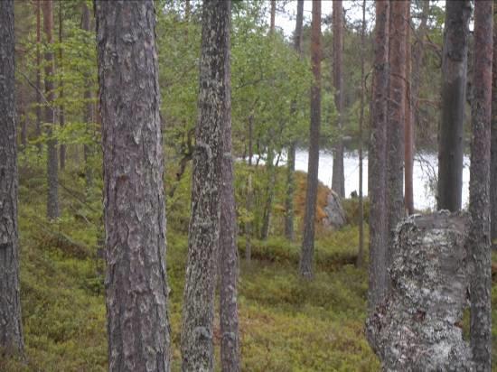 Juotin pohjoispuolella on ranta jyrkkä kallioinen ja pinnaltaan lohkareinen kuivaa tai kuivahkoa mänty-koivu kangasta kasvava ranta-alue Picea abies, kuusi 1 Populus tremula, haapa 1 Pinus