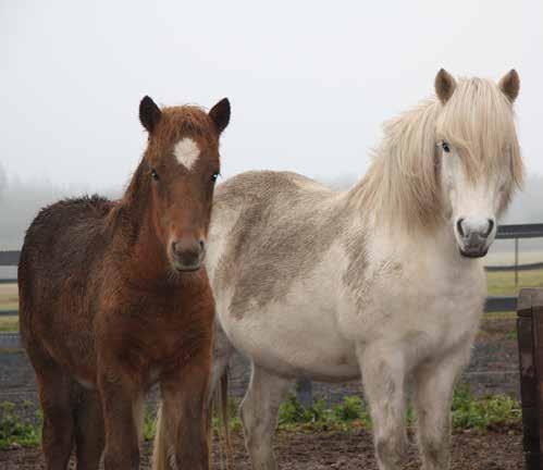 6 Hevosyrittäjyyden tulevaisuuskatsaus valtakunnallisen Hevosyritys huippukuntoon -hankkeen (2010 2014) raportti Katsaus on suunnattu hevosalan ammattilaisille, hevosalasta kiinnostuneille,