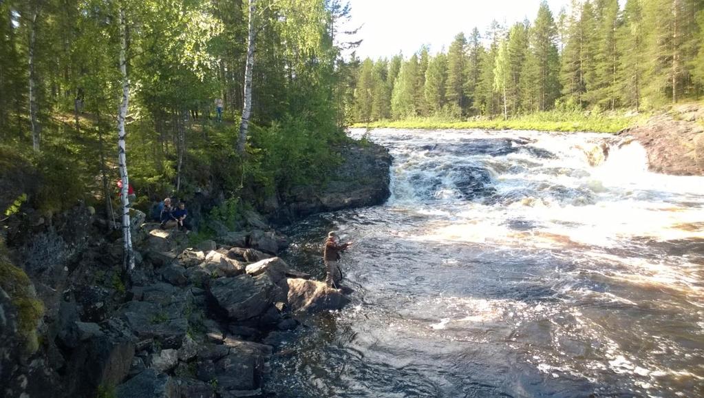 Kuva 8. Salcom-kokous Gunnarsbyssä kesäkuussa 2016 ja tutustuminen lohenkalastuskohteeseen Råneå-joella 4.10. Tornionlaakson Kesäsiika Tornedalens Sommarsik, ohjausryhmän kokous. Sallisalmi 25.-27.10. Ruotsin vesiorganisaatioiden valtakunnallinen kokous, Uumaja, Sallisalmi 8.