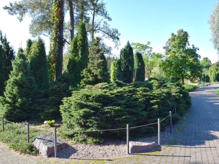 TAPIONPÖYTÄ Picea abies Tabuliformis Tapionpöytä on eräs kääpiökuusen tavallisimmista muodoista.