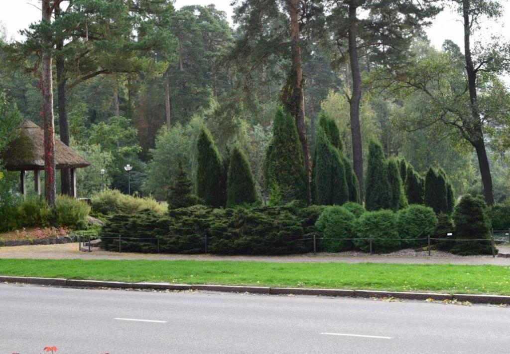 Kasvualustan tulee olla kostea ja runsasravinteinen. Liian tiheään istutettaessa pensas ränsistyy helposti.