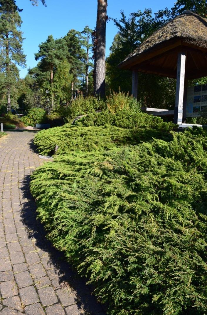 TUIVIO Microbiota decussata Tuivio on matala, rentokasvuinen n.20-30 cm korkea lamoavakasvuinen maanpeittopensas.