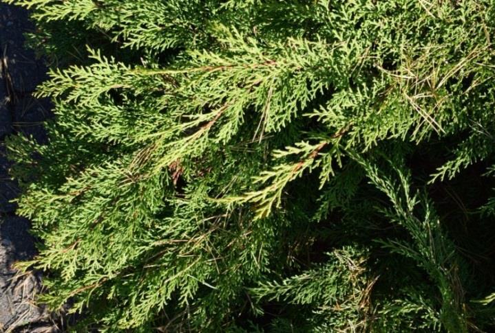 ( Thuja) Kasvupaikan suhteen tuivio on vaatimaton. Se menestyy sekä kuivassa, että tuoreessa kasvualustassa.