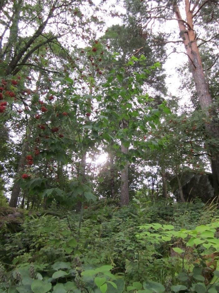 PENSYLVANIANVAAHTERA Acer pennsylvanicum Pensylvanianvaahteran koristeellinen vihreä runko on pituussuunnassa valkojuovainen, muistuttaen käärmettä.