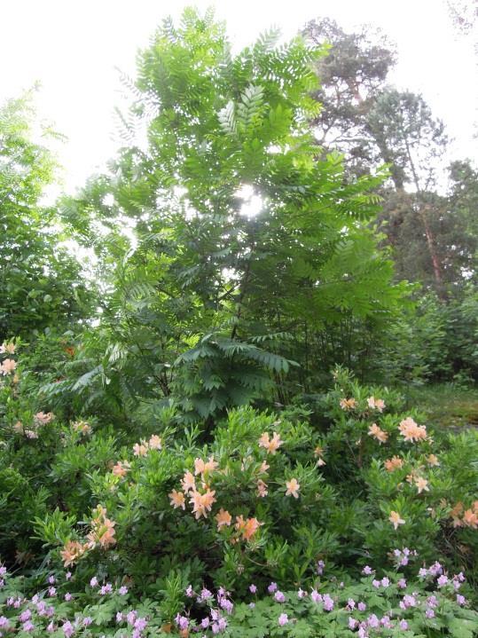 30-40 cm mittaisista hedelmänorkoista, johon siipipaltteiset pähkinähedelmät ovat kiinnittyneet. Siipipähkinät ovat varsin nopeakasvuisia puita.