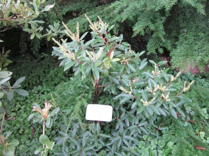 JAPANINKELLOVAIVERO - Pieris japonica Ainavihannat japaninkellovaiverot kasvavat noin 1-1,5 m korkuisiksi.