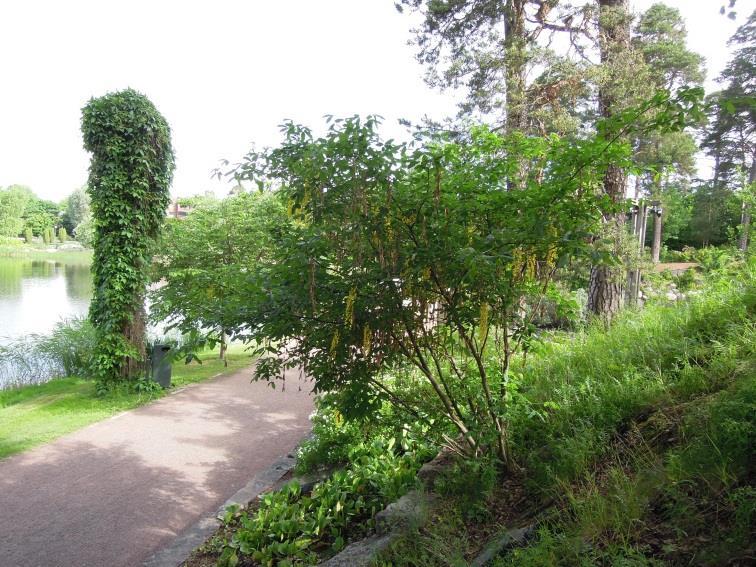 Maaperä voi olla melko vaatimaton, sillä pensas pystyy sitomaan itseensä ilmakehän typpeä hernekasvien tapaan.