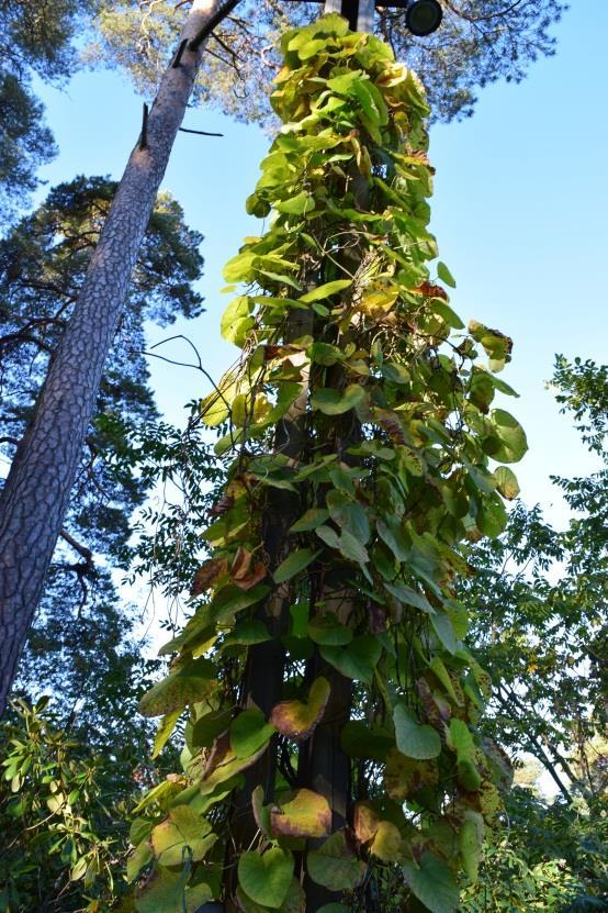Piippuköynnöksellä on isot lomittain sijaitsevat tummanvihreät, munuaismaiset, lehdet. Lehdistön suojasta voi löytää piipunmuotoisia vaaleanvihreitä kukkia.