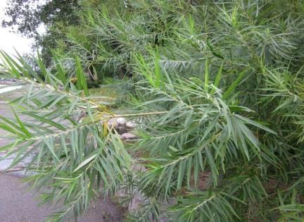 Pensas viihtyy tuoreella, kostealla, jopa märällä kasvupaikalla. Kasvualustan tulee olla runsasravinteinen ja mielellään savipitoinen.