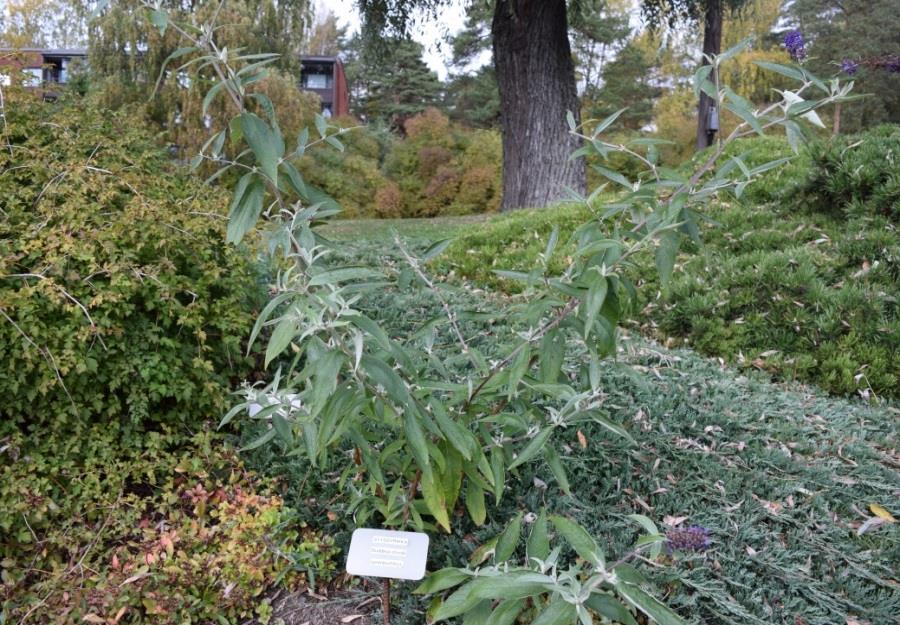 SYYSSYRIKKÄ Buddleja davidii Syyssyrikät ovat kauniita siroja hieman yli metrin korkuisia pensaita.