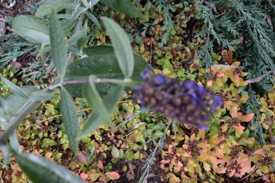 Pensas viihtyy aurinkoisella tai puolivarjoisalla tuulilta suojatulla lämpimällä kasvupaikalla. Kasvualustan tulee olla tuore ja ravinteikas ja vettä hyvin läpäisevä.