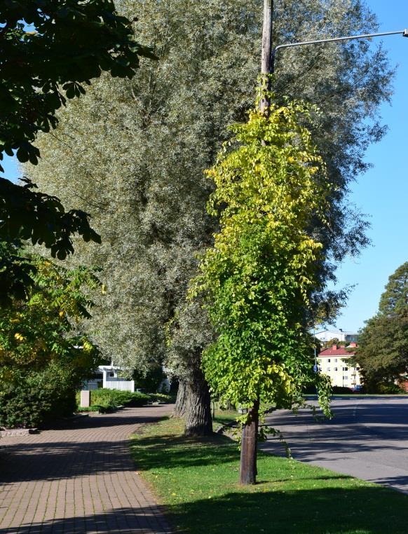 KELASKÖYNNÖS - Celastrus orbiculatus Kelasköynnökset ovat nopeakasvuisia ja helppohoitoisia köynnöksiä. Ne voivat kasvaa jopa 4-8 m korkuisiksi.