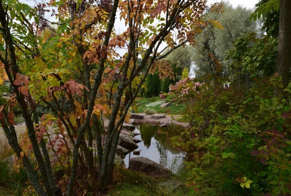 Syksyllä ilmojen kylmettyä pensas loistaa upeasti punaisen eri värisävyissä.