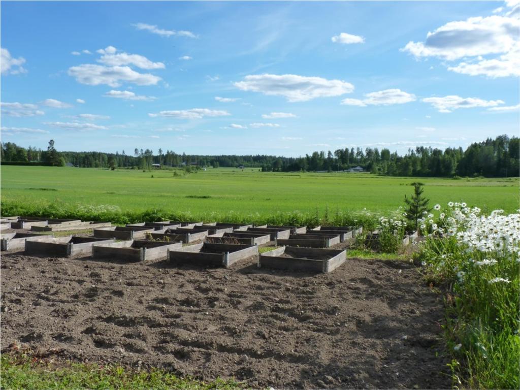 12 Kuva 3. Viljelyalue tekeillä Kuva 4. Hietaneilikka on tässä maahan istutettuna.