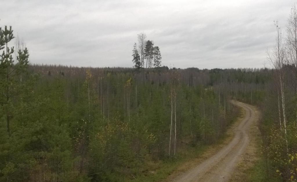 Kuva 18. Hankealue länteen (rautatien suuntaan) alueen halki kulkevalta metsäautotieltä (Patrick Hublin).