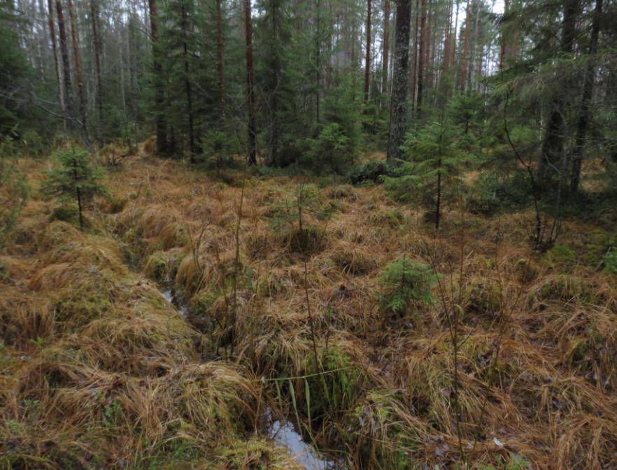 Kuva 25. Riitasuo on ojitettu, kuten muutkin hankealueen kosteikot (Patrick Hublin). Lähimpien pintavesien sijainti on esitetty seuraavassa kuvassa (Kuva 26) sinisellä.