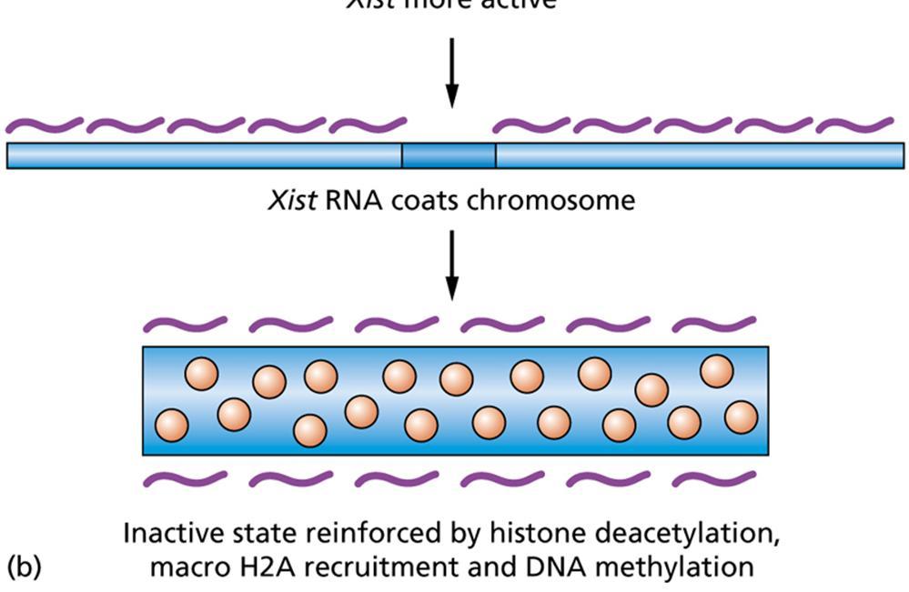 X-kromosomin