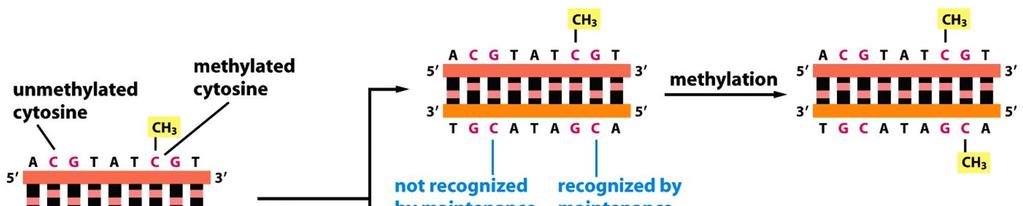 Eukaryoottien CG-metylaatio