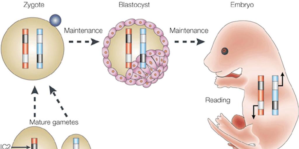 Geneettisen leimautumisen sukupolvikierto zygootti Ylläpito Blastokysta Ylläpito Tulkinta Alkio Geenien metylointi poistetaan sukusoluissa sukusolujen