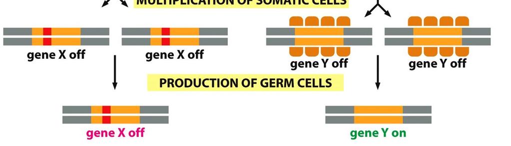 sukupolvelle Figure 4-35 Molecular