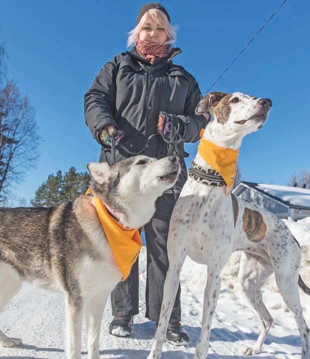 Meidän Pietari Kiinteistö Oy Kajaanin Pietarin tiedotuslehti 1/2017