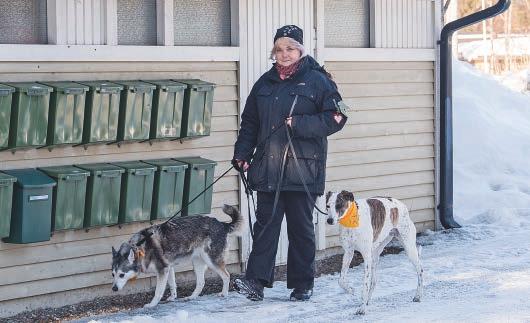 Tullaan tutuiksi Paulan koirat tuovat iloa monille Kun koirista on niin paljon iloa itselle, miksen jakaisi sitä muillekin, päätteli Paula Kemppainen.