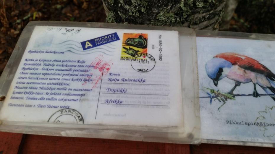 Polun varrella kasvoi tuuheaa kuusimetsää, lehtimetsää sekä lopuksi avartui suuri peltoaukea (kuvio 6). Polun uudelleen löytäminen oli haasteellista peltoaukealla, sillä opasteita ei ollut näkyvissä.