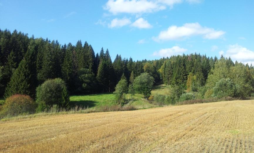 Kuvio 6. Peltoaukea Ponun luontopolulta (Manz, K. 14.9.2013) Oli kuitenkin havaittavissa, että puisto on vielä täysin uusi ja keskeneräinen.