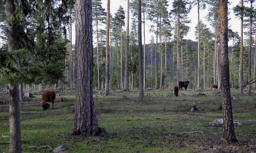 Perinnebiotoopit Perinnebiotoopit ovat vanhantyylisen maatalouden muokkaamia luonnonympäristöjä ja niiden tarkastelun tärkein peruste on kasvillisuus.