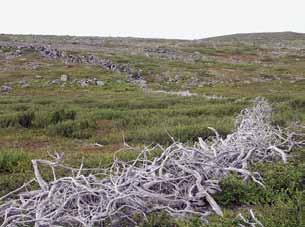 Poronhoitoon liittyvä rakennusperintö Tiina Elo Poroaidat Paliskunnat ovat pyrkineet rakentamaan erotusaidat poronhoidon kannalta tarkoituksenmukaisiin paikkoihin.