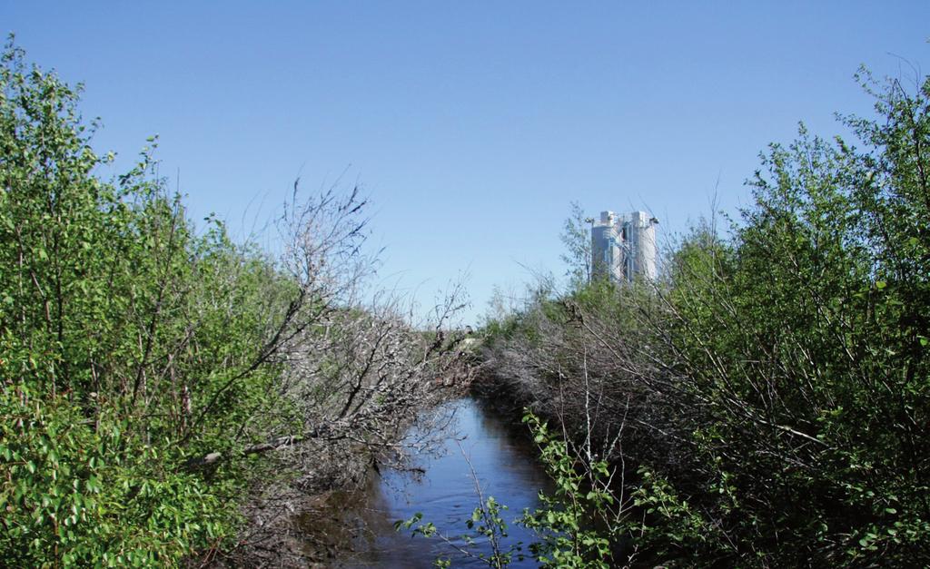 Aivan altaan pohjoisosassa olevassa pohjukassa kasvaa halava (Salix pentandra). Altaan reunojen putkilokasvilajisto on tavanomaista ja vähälajista. Lajistoon kuuluu mm.