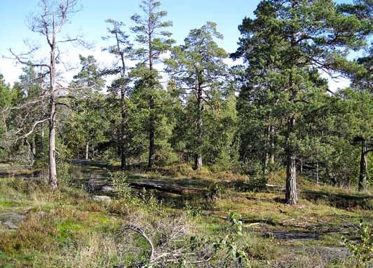 Metsäisten alueiden maisemanhoito n Kalliometsien vanhat männyt ja kelot säilyttävät kauneutensa lähes ilman hoitotoimenpiteitä. Ainoastaan reittien varsilta joudutaan kaatamaan vaaralliset puut.