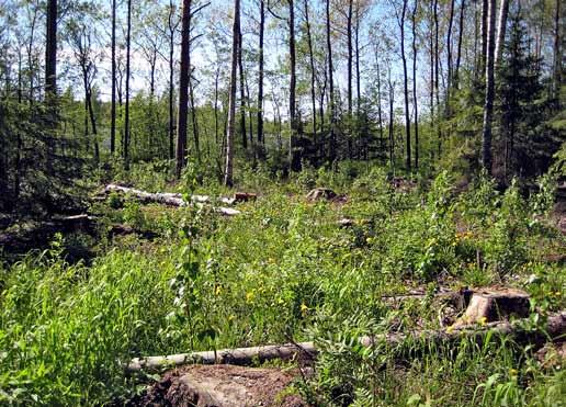 Monimuotoisuus metsien uudistamisessa Metsien uudistamisessa huomioidaan monimuotoisuutta uudistustavan ja puulajien valinnalla, säästöpuiden ja lahopuun jättämisellä.