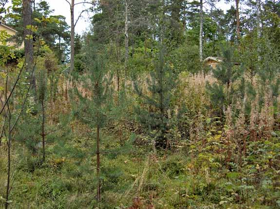 Toimenpiteet tehdään kasvupaikasta riippuen kerran tai muutamia kertoja nuoren metsän kehitysvaiheen aikana.