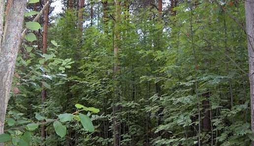5.4 Pienpuuston hoito Pienpuustolla tarkoitetaan nuorta puustoa, joka ei kyseisessä metsikön kehitysvaiheessa kuulu kehitettävään vanhempaan ja kookkaampaan puustoon.