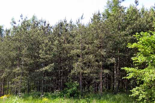 5.5 Harvennukset Harvennuksen tavoitteita Elinvoimaisuus Hoidon piirissä olevien metsien harventamisella tehdään kasvamaan jääville puille lisää kasvutilaa sekä vähennetään puiden välistä kilpailua