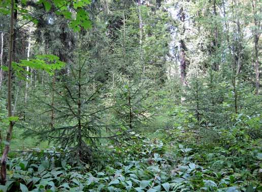 5.6 Eri-ikäisrakenteisen metsän hoito Hoidon piirissä olevan eri-ikäisen metsän kasvatuksessa metsää käsitellään siten, että metsä sisältää jatkuvasti eri-ikäisiä ja kokoisia puita.