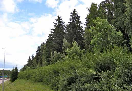 Suojametsän reunassa suositaan lehtipuita ja pensaita. Kuusi varjostusta kestävänä voi olla suojametsän keskiosissa muodostaen samalla talvisuojaa ja kerroksellisuutta suojametsään.
