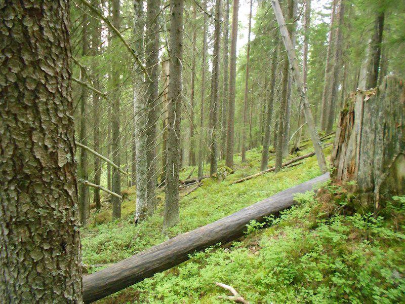 Yhteenveto suojeluarvoista Kohde muodostaa valtakunnallisesti merkittävän metsien suojelun kehittämisalueen jo yksin luonnontilaisen kaltaisten, vanhapuustoisten kangas-, kallio- ja korpimetsien